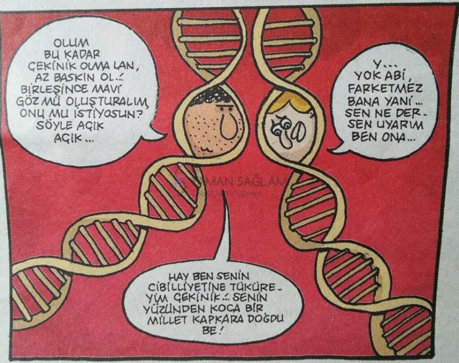 insanlarda yüksek tansiyon geni baskındır)