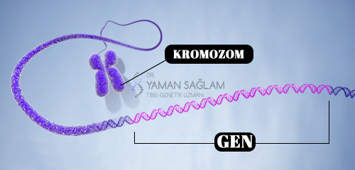 yüksek tansiyon geni çekiniktir