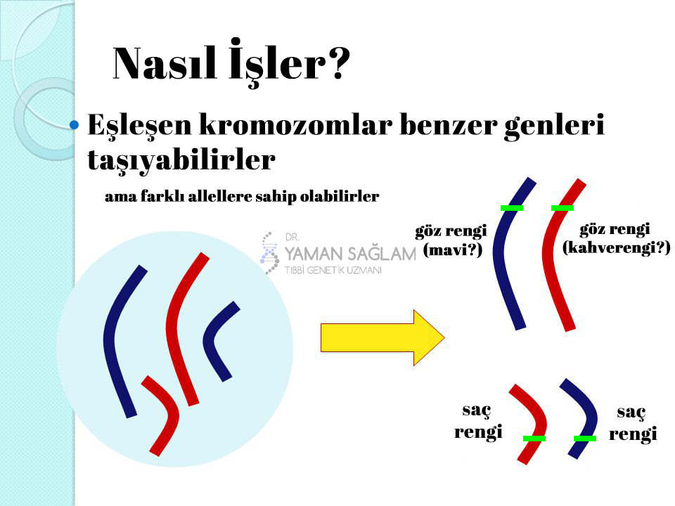 yüksek tansiyon baskın gen tarafından belirlenir