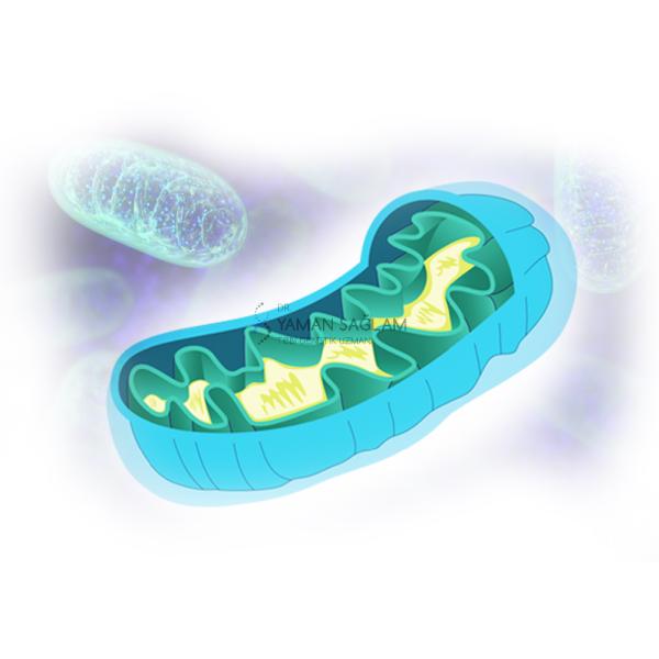 Mitokondriyal Hastalıklarla Baş Etmenin Yeni Yolu
