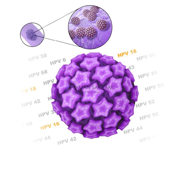 HPV Virüsü Kansere Nasıl Sebep Olur?